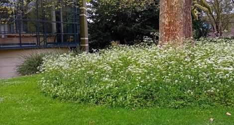 Long grass and white wildflowers around a tree